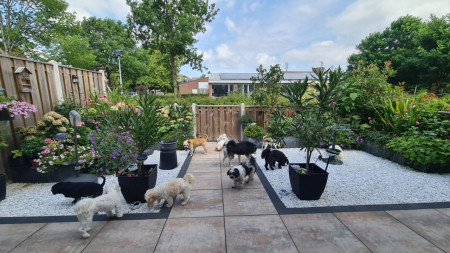 Achtertuin is te heet dus voortuin in de schaduw