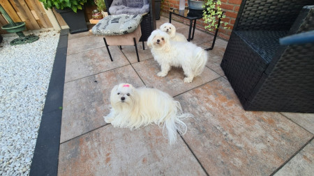 De voorste is mijn eigen Sissi en andere Maltezers zijn oppas hondjes