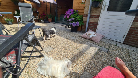 Mijn Lady ligt op het kussen